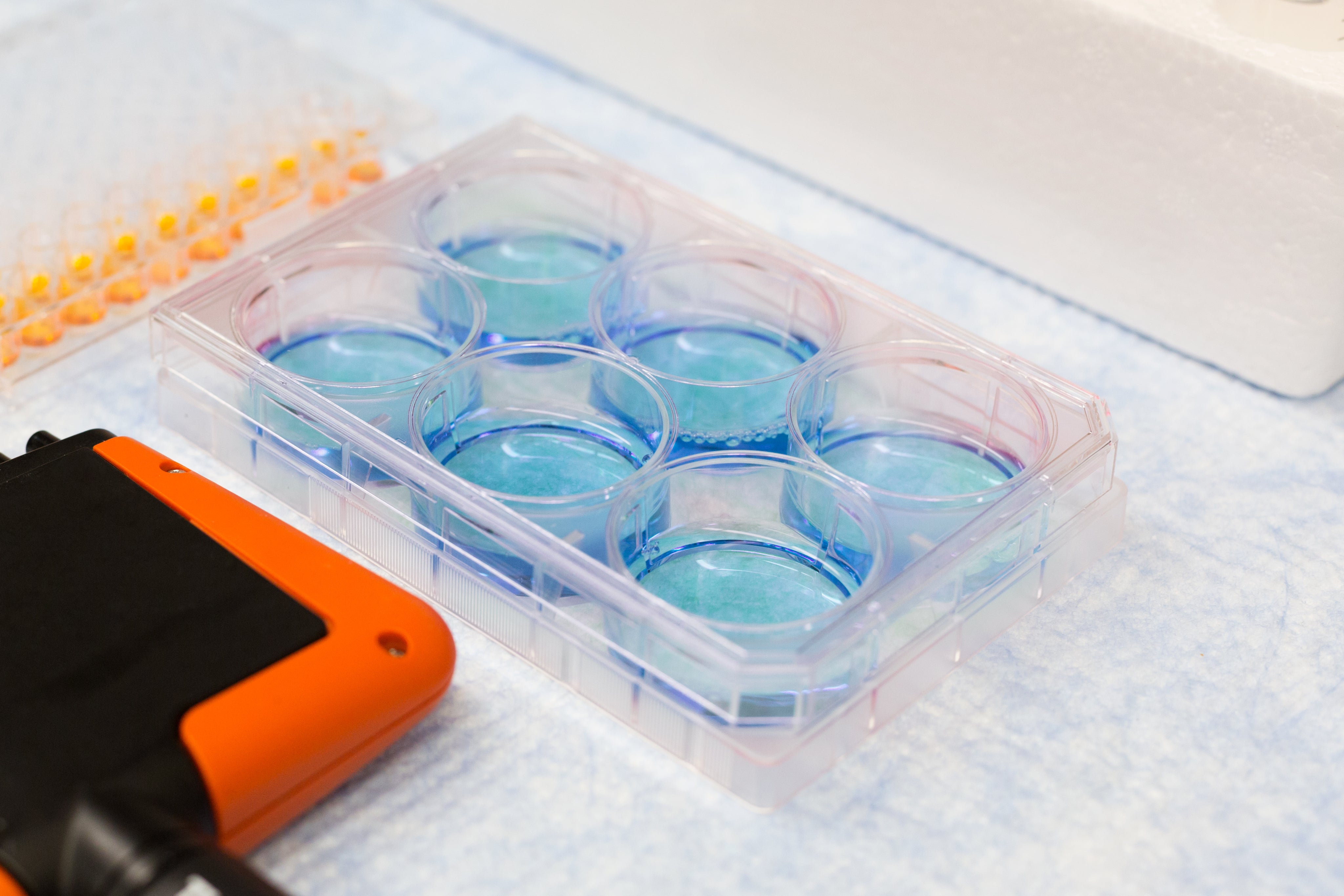 Science equipment 6 dishes of liquid