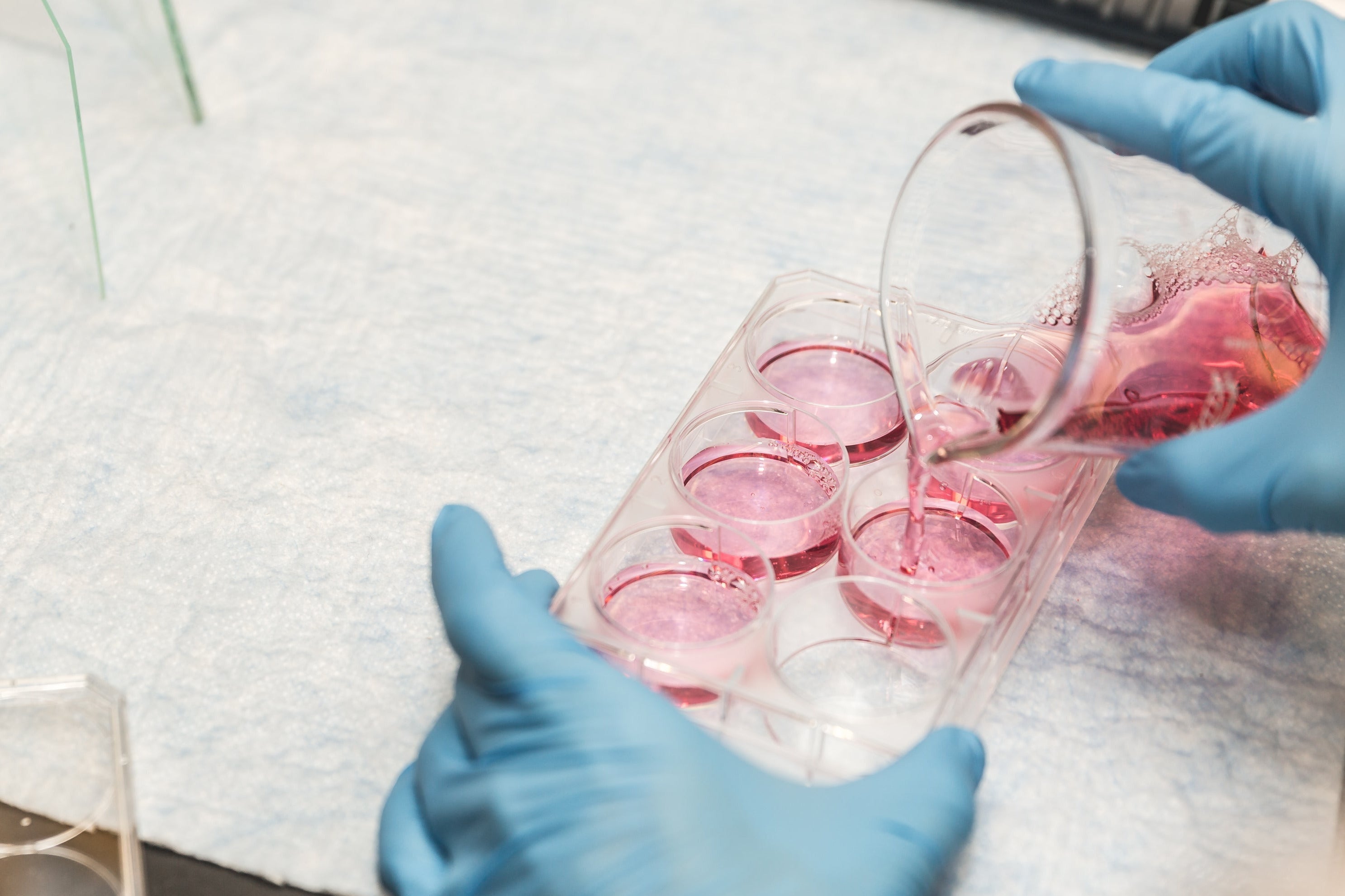 Person in a lab setting pouring red liquid into test tubes.