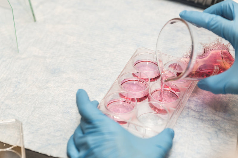 Person in a lab setting pouring red liquid into test tubes.